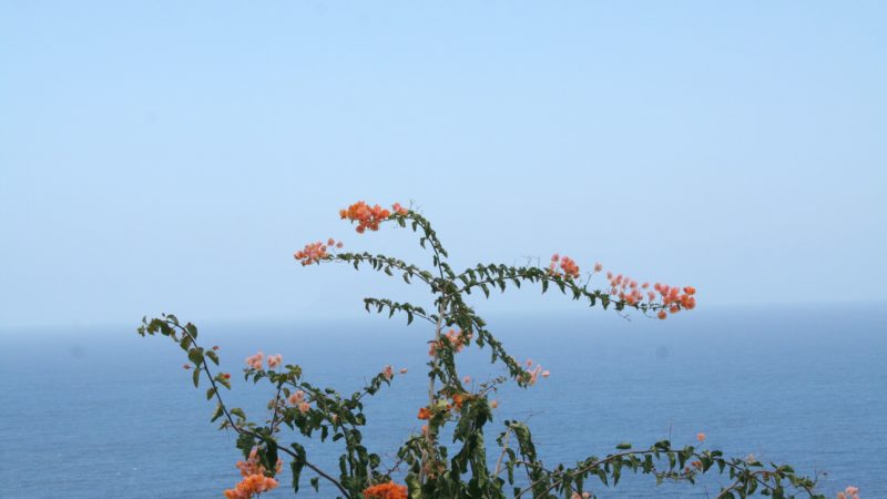 La Gomera ou l’île où les hommes parlent comme des oiseaux
